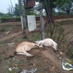 करंट की चपेट में आने से दो गायों की मौत, बिजली विभाग की लापरवाही पर उठे सवाल