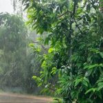 जिले में अब तक 803.3 मिलीमीटर औसत वर्षा दर्ज पिछले साल की तुलना में इस साल अब तक 21.2 फीसदी कम औसत वर्षा की गई रिकॉर्ड
