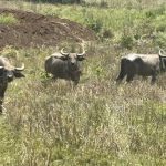 बांधवगढ़ में बढ़ रहा गौर का कुनबा, कान्हा में वन भैंसा पुनर्स्थापना से मजबूत होगा पारिस्थितिकी तंत्र
